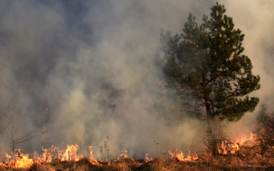 BC’s 2024 wildfire season now fourth-worst on record