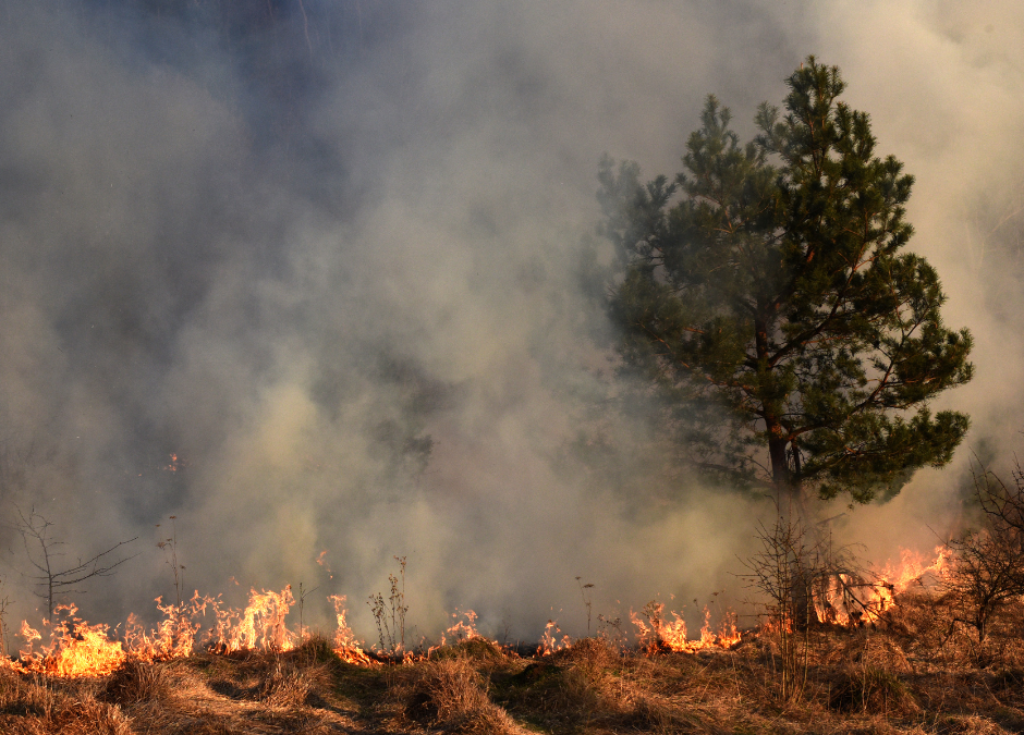 BC's 2024 wildfire season now fourth-worst on record