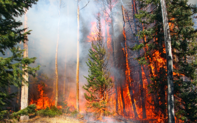 The Aftermath of the Valley Fire of 2015