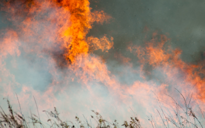 Large Wildfires Can Create Decade Long Heat Island In The Wind