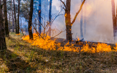 10 communities in Alberta, B.C., getting AI-powered wildfire detection system by 2025