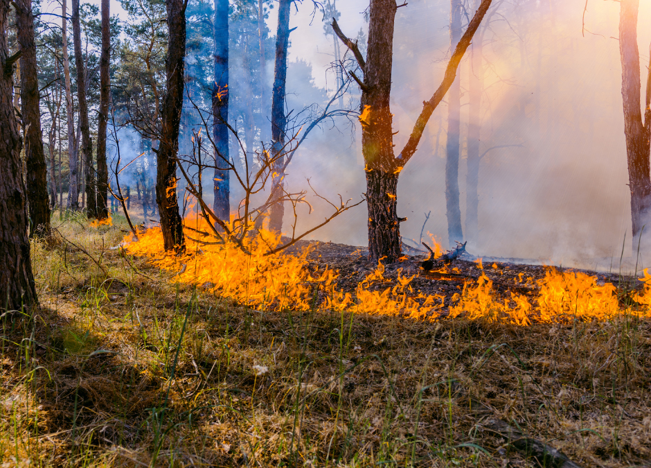 10communities in Alberta, B.C., getting AI-powered wildfire detection system by 2025