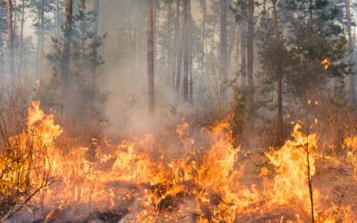 ‘A moving monster’: How did the Jasper fire get so bad, so fast?